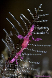 Purple Skeleton Shrimp with eggs! 
Caprella spp. by Iyad Suleyman 